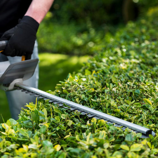 When and How to Trim a Beech Hedge - Best Timing & Tips