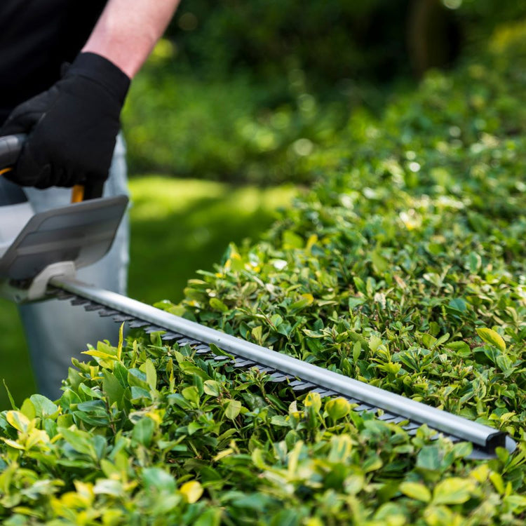 When and How to Trim a Beech Hedge - Best Timing & Tips