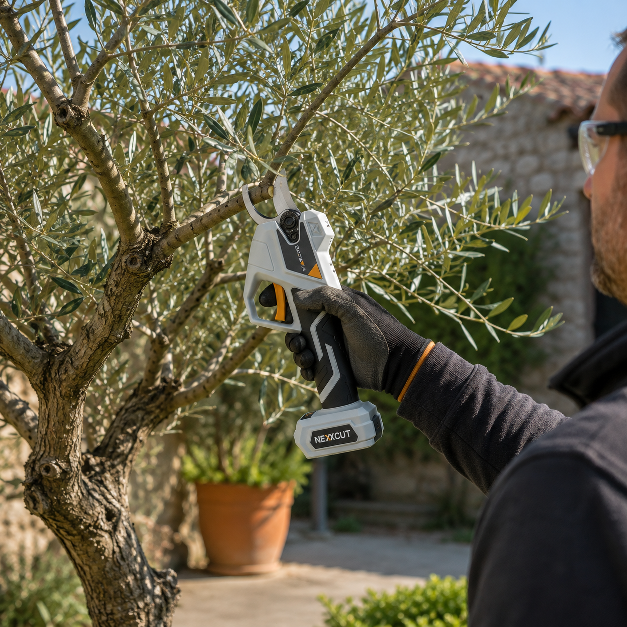 How and When to Prune an Olive Tree | Complete Guide