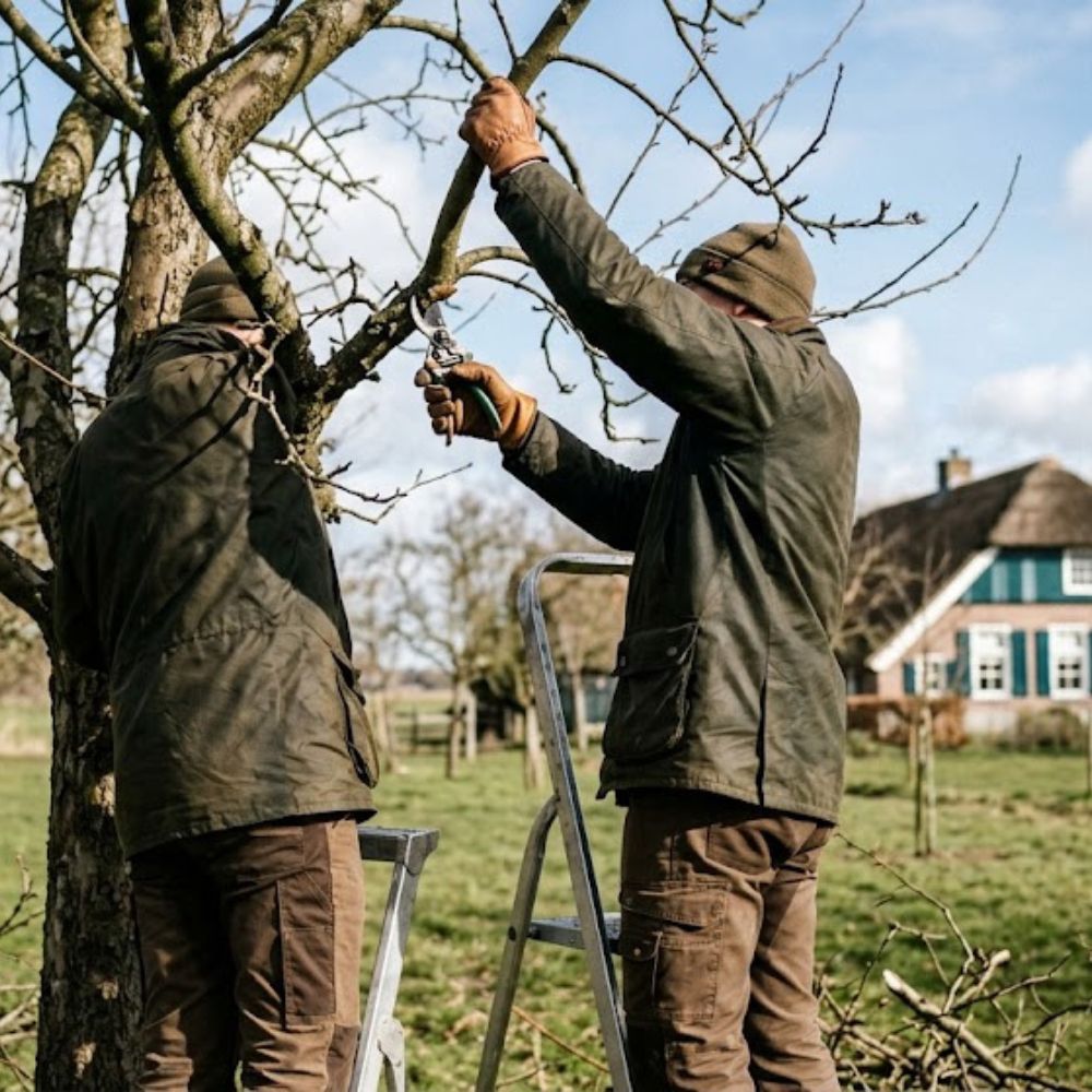 Fruit Tree Pruning Guide: When & How to Prune Correctly