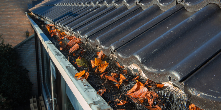 Hedgehog' Gutter Brush